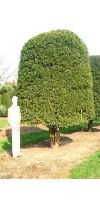 Taxus baccata - European Yew