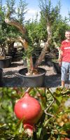 Punica granatum - Granatapfelbaum