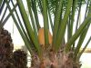 Cycas revoluta - Sago Cycad, Sago Palm