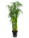 Cyperus alternifolius - Umbrella Plant