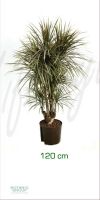 Dracaena bicolor - Drachenbaum verzweigt, Zimmerpflanze