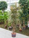 Dracaena bicolor - dragon tree branches, indoor plant