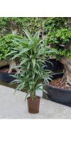 Dracaena deremensis - Drachenbaum, verweigt Zimmerpflanze