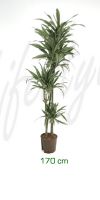 Dracaena deremensis - Drachenbaum mit Stecken, Zimmerpflanze