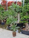Dracaena deremensis - Drachenbaum mit Stecken, Zimmerpflanze