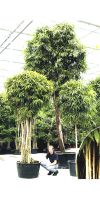 Ficus alii Stammwuchs - Feigenbaum
