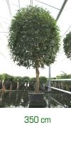 Ficus benjamina Stamm - Birkenfeige
