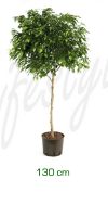 Ficus bushy prince - Feigenbaum Stammwuchs