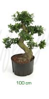 Ficus microcarpa bonsai - Ficus Bonsai
