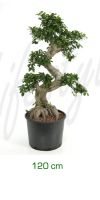 Ficus microcarpa bonsai - Ficus Bonsai