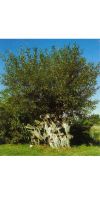Salix alba - Silber-Weide