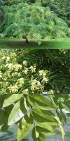 Sophora japonica Pendula - Japanischer Schnurbaum