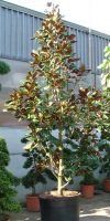 Magnolia grandiflora Ferruginea - Magnolie