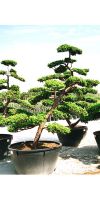 Taxus cuspidata Bonsai - Japanische Eibe