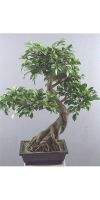 Kunstbaum - Bonsai ficus folia