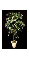 Artificial- Ficus - Ficus benjamini lianen