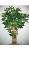 Artificial plant - Corynocarpus laevigatus, Laurel