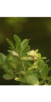 Buxus sempervirens Arborescens - Heckenpflanze Buchshecke