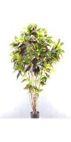 Kunstbaum - Croton (codiaeum)