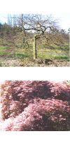 Acer palmatum Dissectum Garnet - japanischer Schlitzahorn