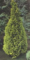 Chamaecyparis lawsoniana Columnaris -  Lawsons Cypress