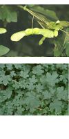 Acer campestre - Feldahorn, Heckenpflanze