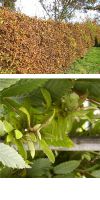 Carpinus betulus - Hainbuche, Heckenpflanze