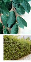 Cornus alba - Weisser Hartriegel, Heckenpflanze