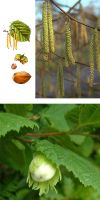 Coryllus avellana - Common Hazel