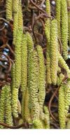 Corylus avellana - Haselnuss, Heckenpflanze