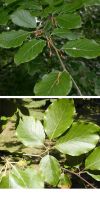 Fagus sylvatica - Rotbuche, Heckenpflanze