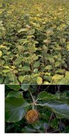Fagus sylvatica - Rotbuche, Heckenpflanze
