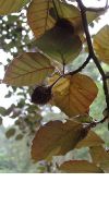 Fagus sylvatica Purpurea - Blutbuche, Heckenpflanze