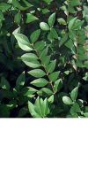 Ligustrum vulgare - Gemeiner Liguster, Heckenpflanze