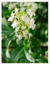 Ligustrum vulgare Atrovirens - Wintergrüner Liguster, Heckenpf