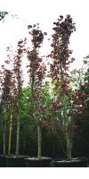 Prunus cerasifera Nigra - Kirschpflaume