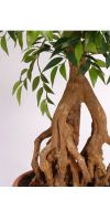 Französischer Ficus im Terrakottagefäß