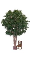 Kunstbaum, Kunstpflanze - Ficus longifolia