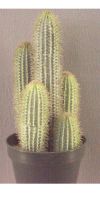 Artificial Cactus, Fingercactus