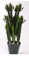Künstlicher Kaktus, Euphorbia