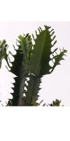 Künstlicher Kaktus, Euphorbia
