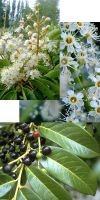 Prunus lusitanica - Portuguese-laurel, Portuguese Laurel Cherry