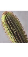 Artificial Cactus, Pachycereus pringlei