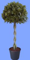 Laurus nobilis - Bay Laurel Plaited stem