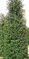 Quercus ilex - Holm Oak, Holly Oak