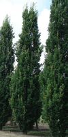 Quercus robur Fastigiata - Säuleneiche 10 Meter Gigant
