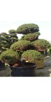 Taxus cuspidata Gartenbonsai - Japanische Eibe