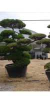 Taxus cuspidata Garden- bonsai
