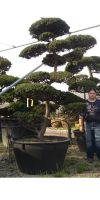 Taxus cuspidata Gartenbonsai - Japanische Eibe