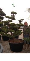 Pinus pentaphylla Bonsai - Japanische Mädchenkiefer